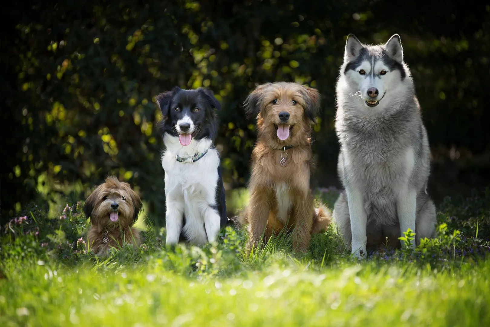 Quatre chiens assis dans l’herbe